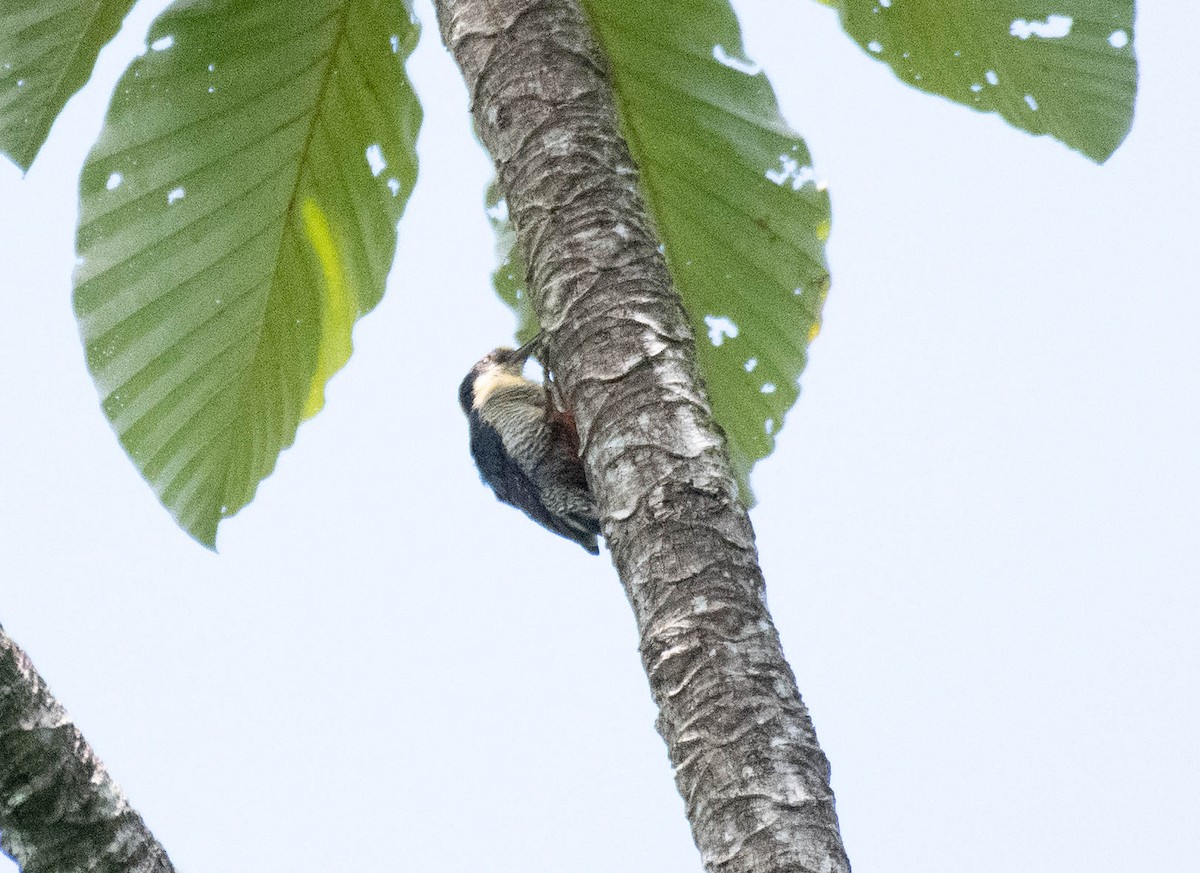 Golden-naped Woodpecker - ML186027011