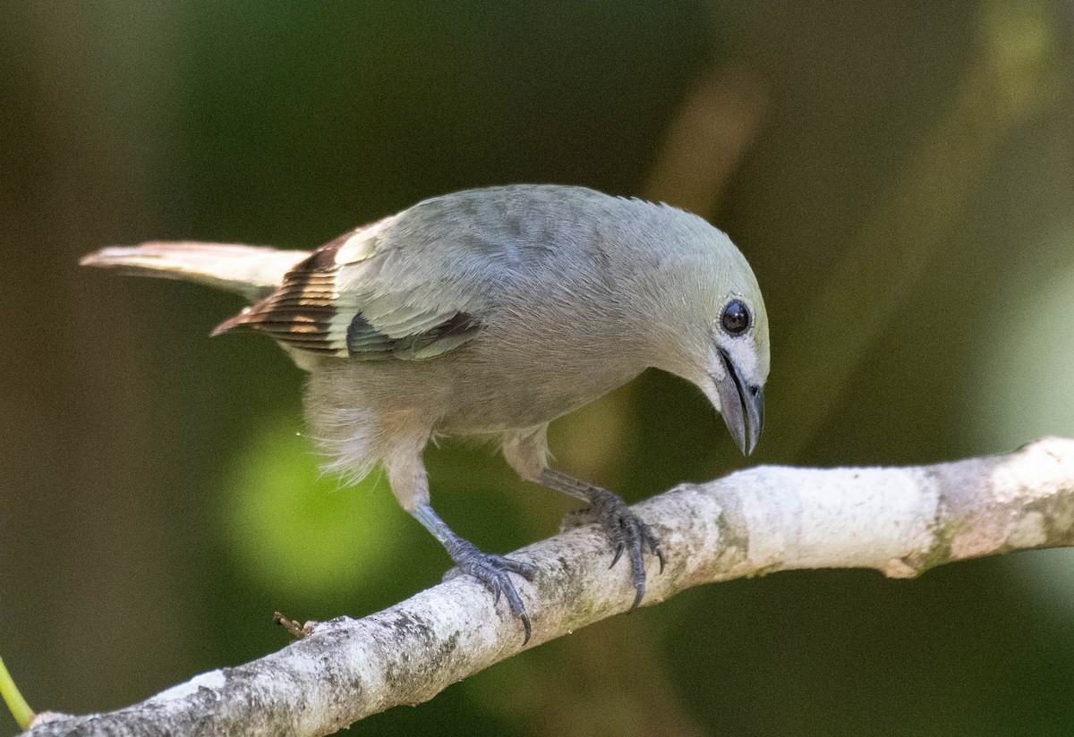 Palm Tanager - ML186027201