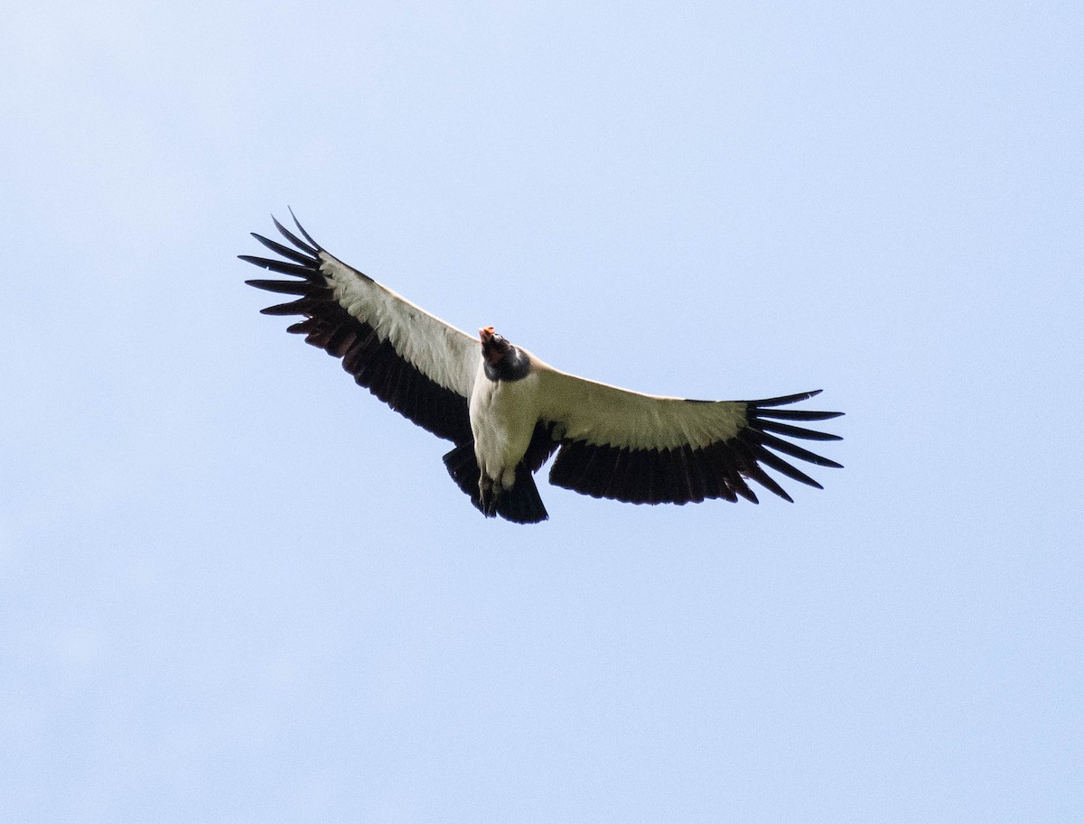 King Vulture - ML186027271