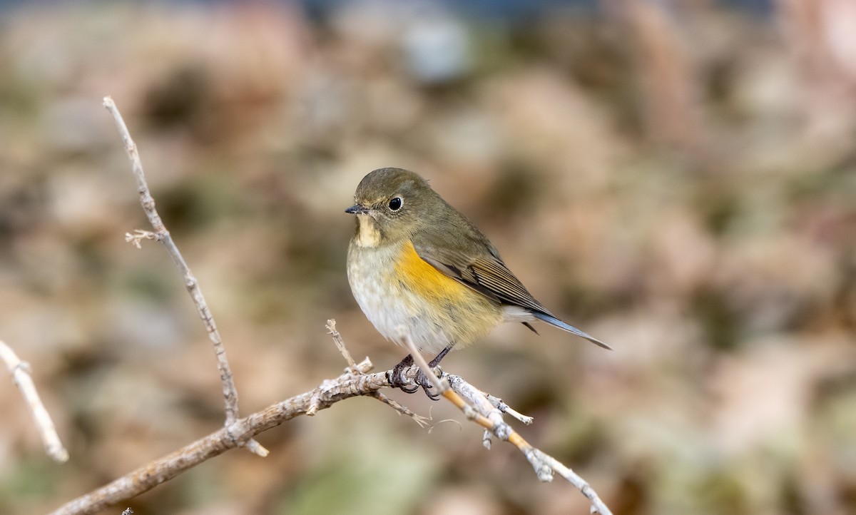 Red-flanked Bluetail - ML186029501