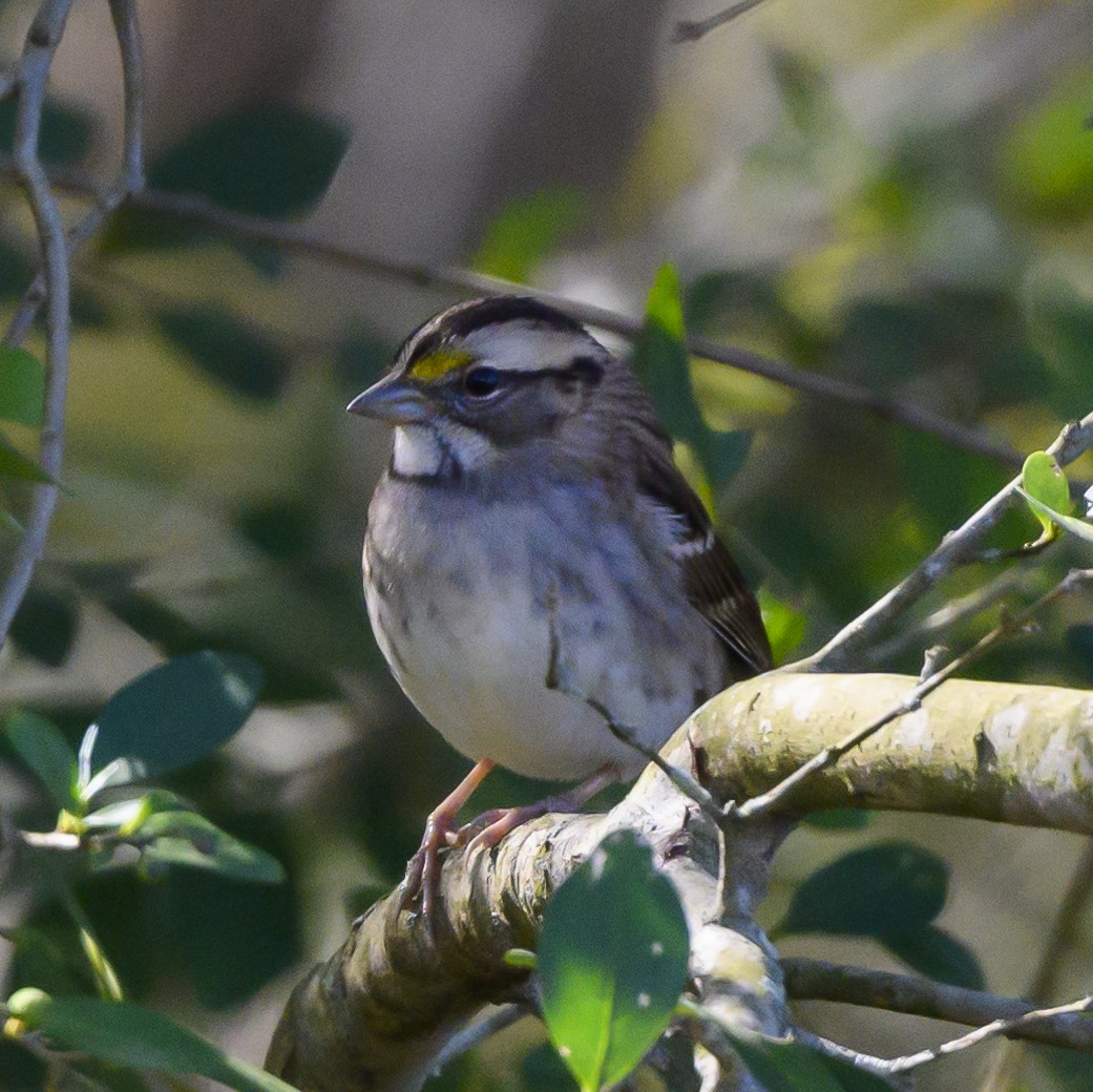 White-throated Sparrow - ML186029681