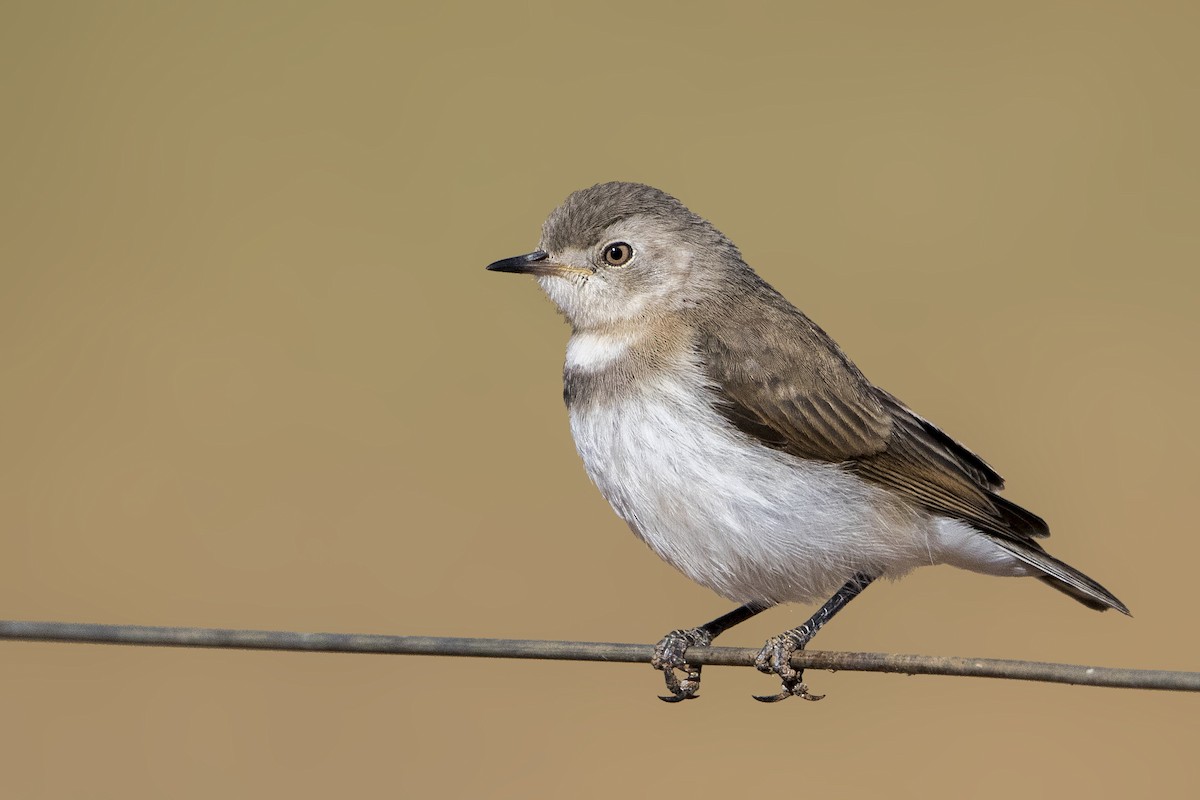 White-fronted Chat - ML186030491