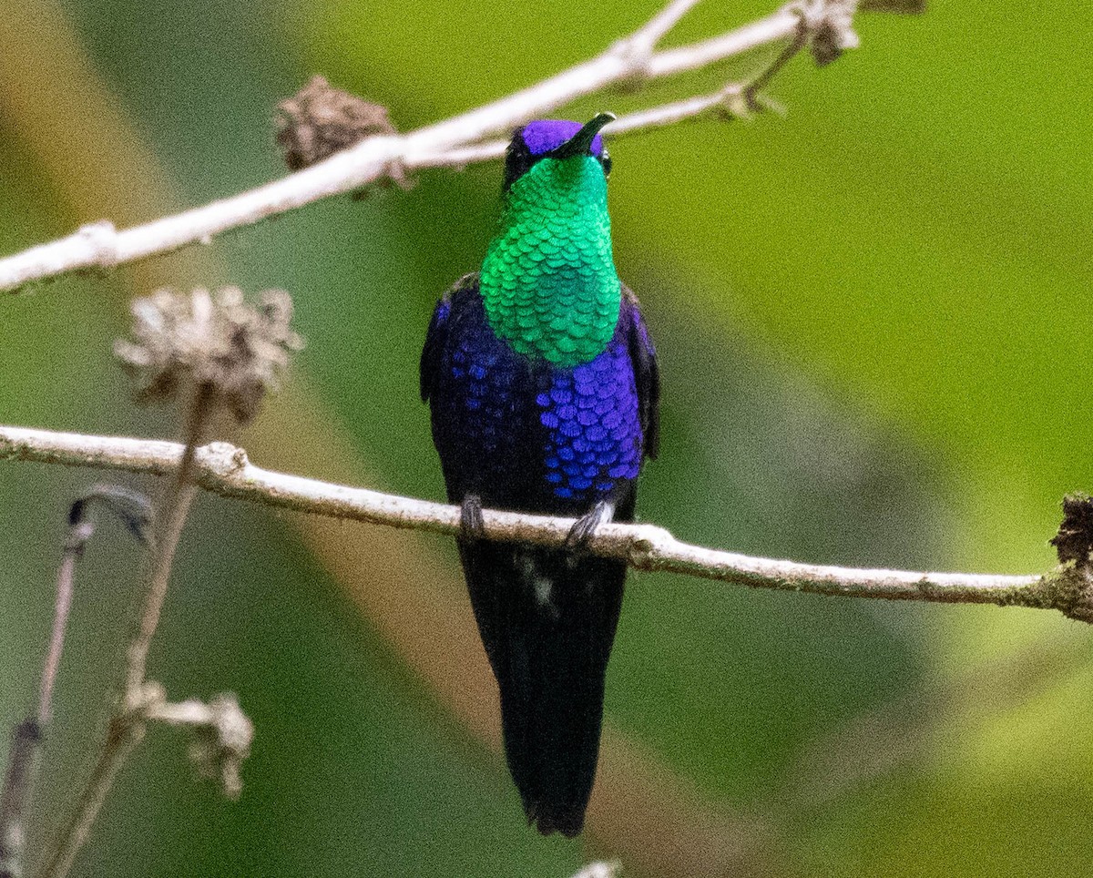 kolibřík vidloocasý - ML186033551