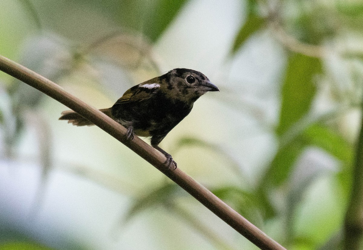 White-shouldered Tanager - ML186033641