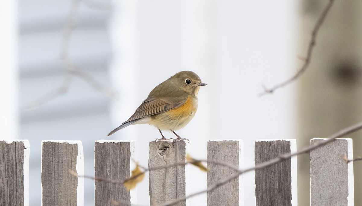 Red-flanked Bluetail - ML186033851