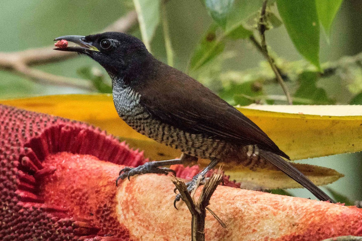 Wondiwoi-Kragenparadiesvogel - ML186035471