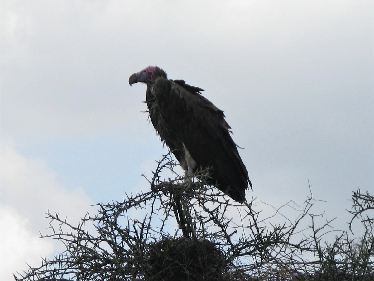 White-headed Vulture - Dennis S Main