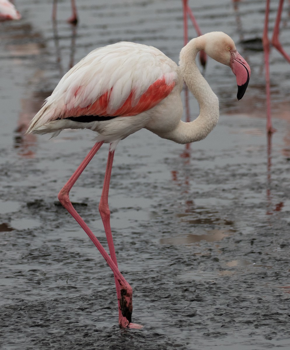 Greater Flamingo - Mhairi McFarlane