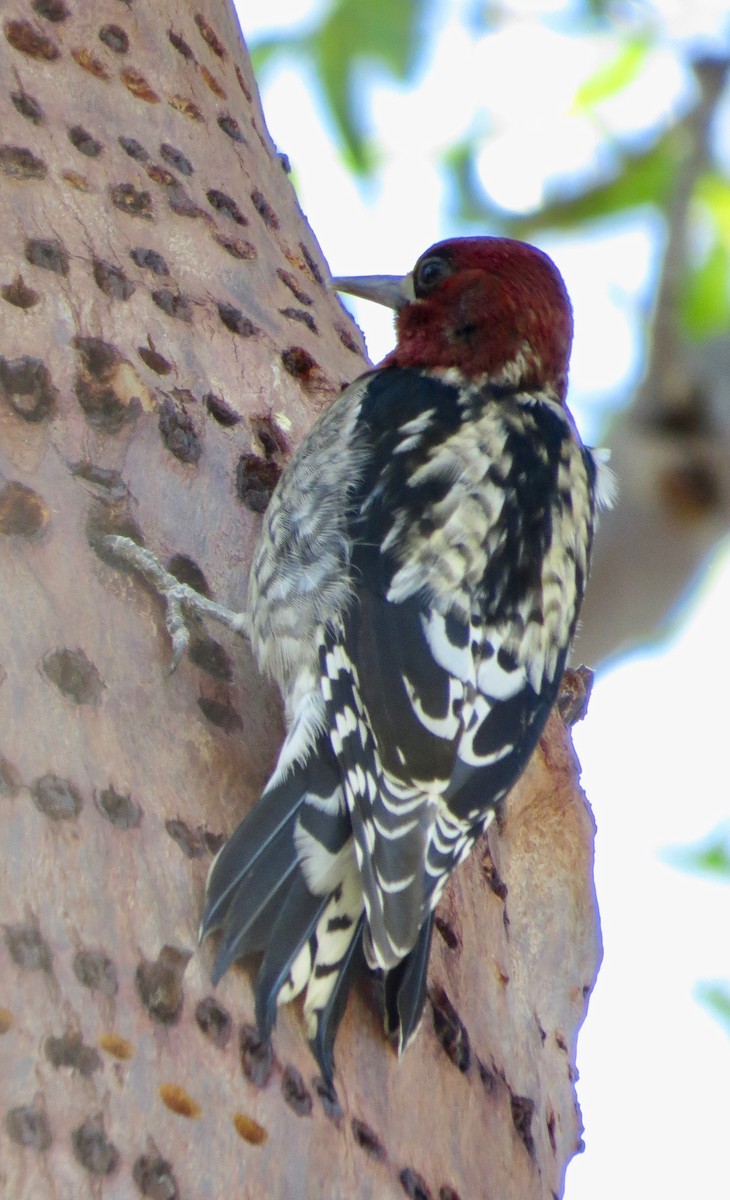 Red-breasted Sapsucker - ML186046791