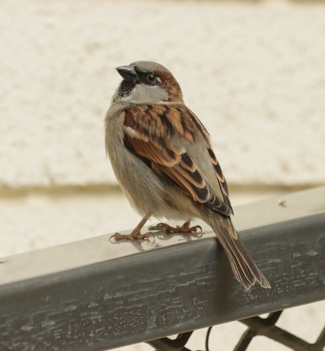 House Sparrow - Ira Blitz