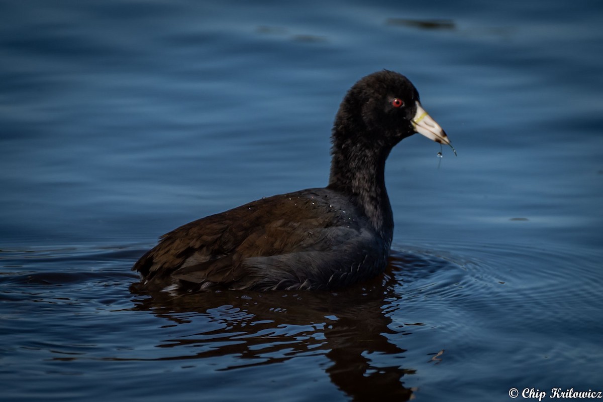 American Coot - Chip Krilowicz