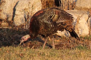 Wild Turkey, ML186050431