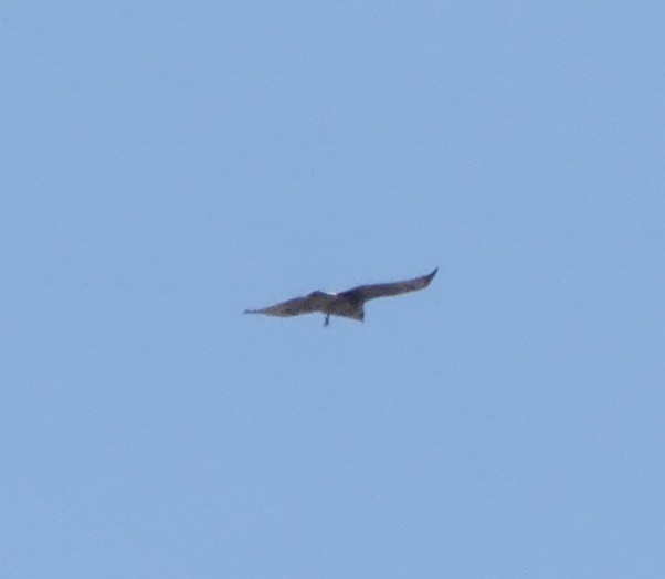 White-tailed Hawk - ML186053441