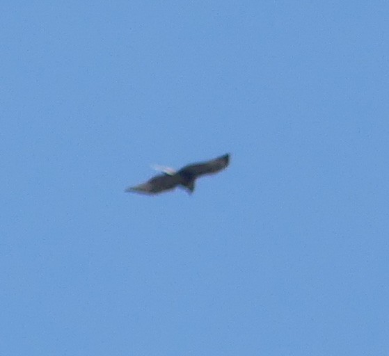 White-tailed Hawk - ML186053461