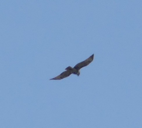 White-tailed Hawk - ML186053471