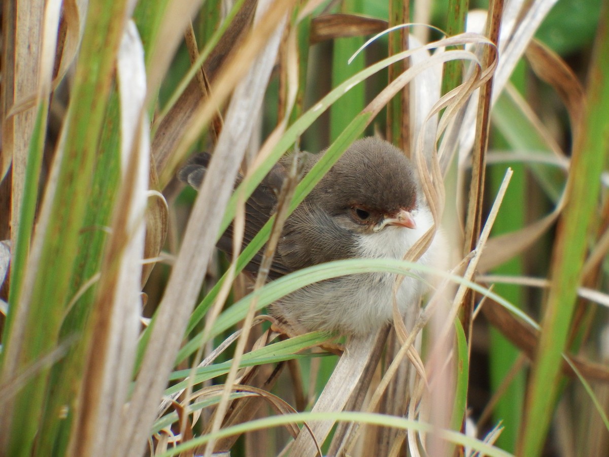 eBird Australia Checklist 28 Oct 2019 Kuringgai Chase National ParkSphinx Memorial 19