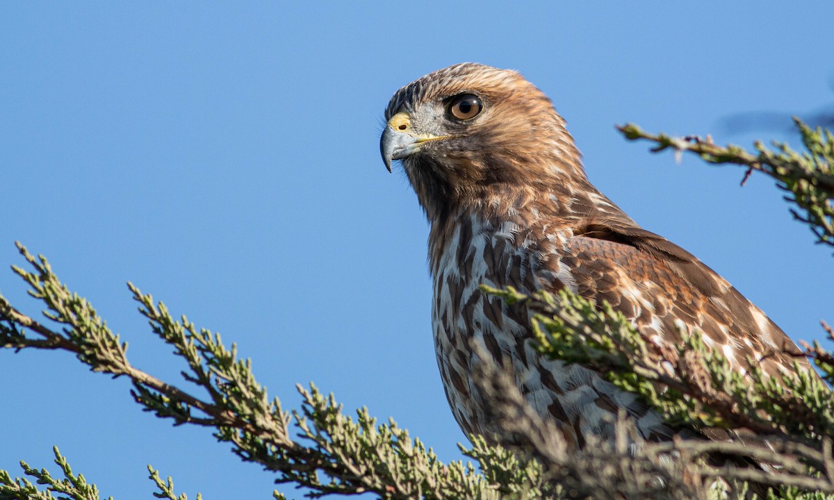 Red-shouldered Hawk (elegans) - eBird