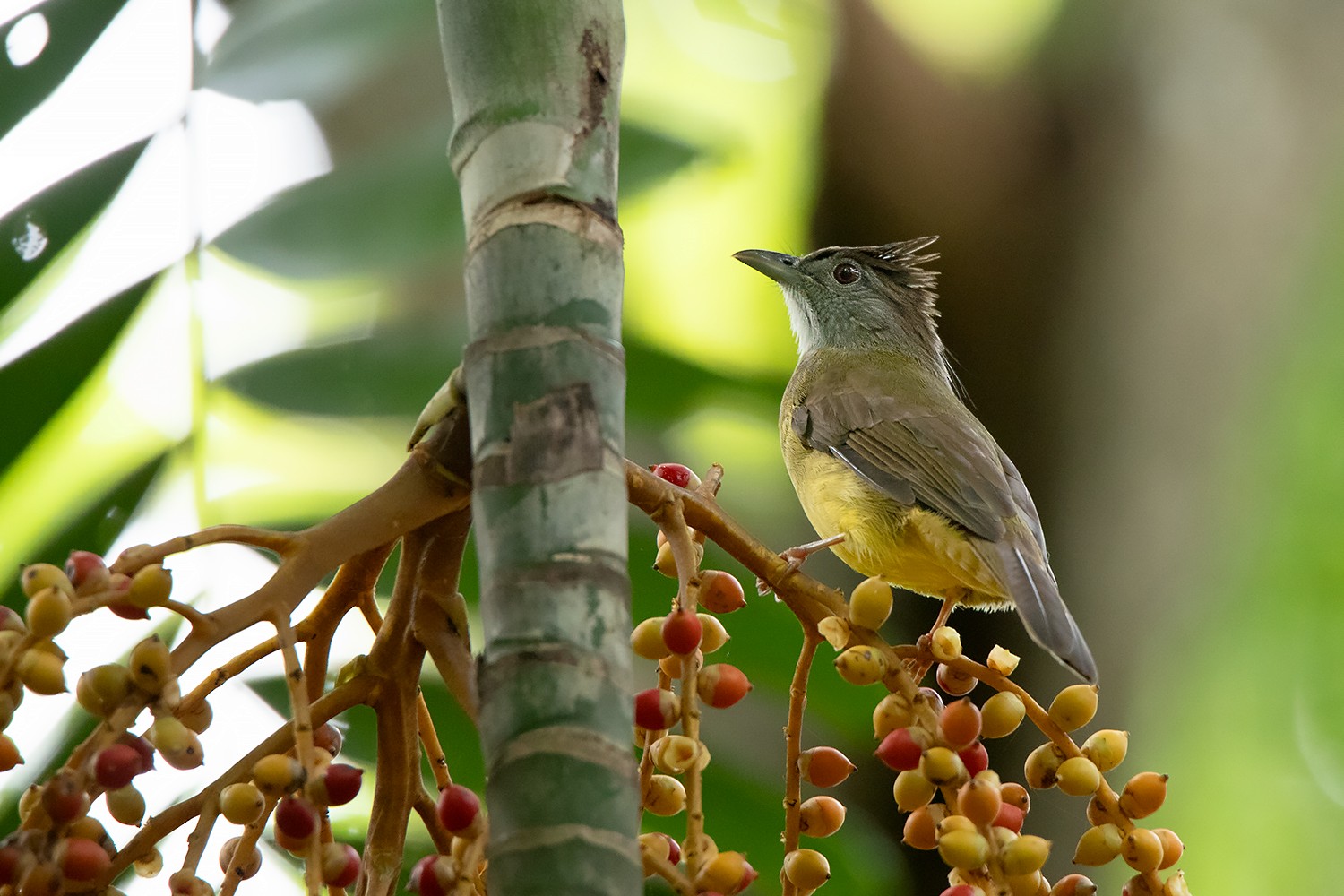 ハイノドカンムリヒヨドリ Ebird