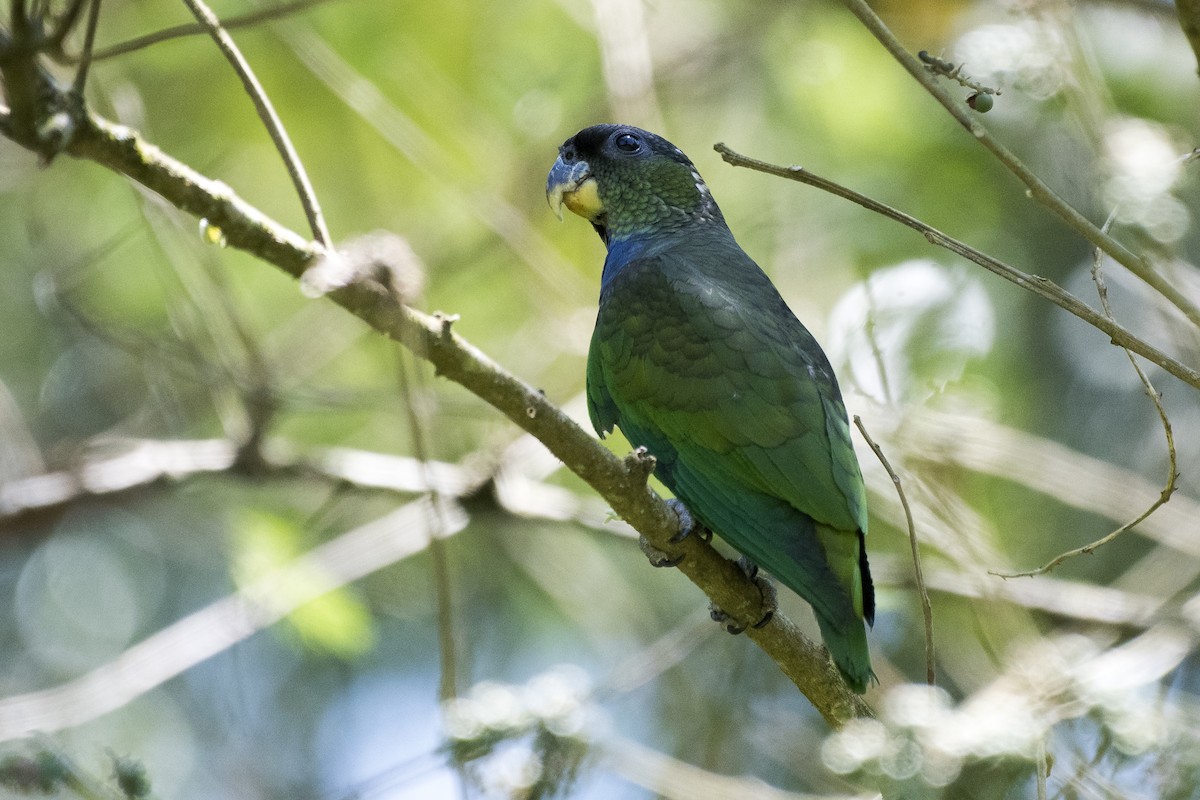 Scaly-headed Parrot - ML186058141
