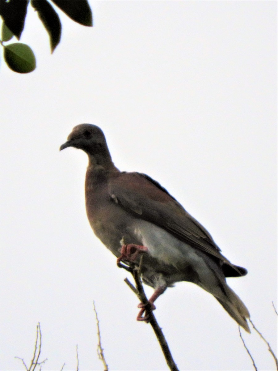 Pale-vented Pigeon - ML186059151