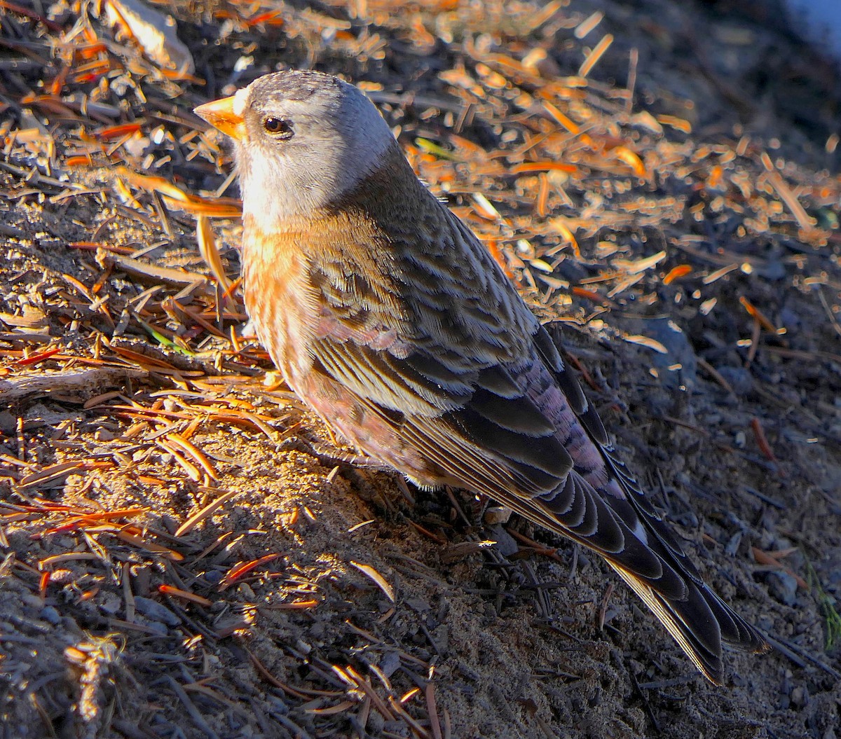 Gray-crowned Rosy-Finch - ML186062891