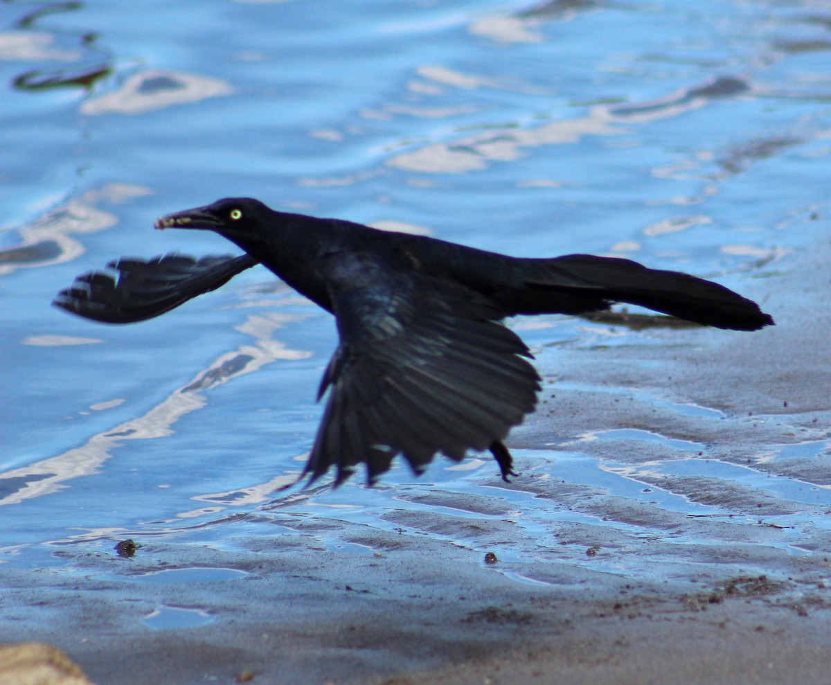 Great-tailed Grackle - ML186063071