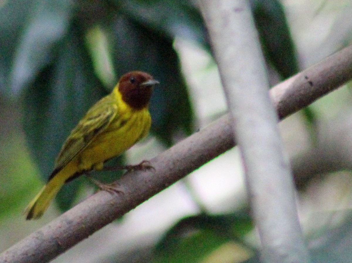Yellow Warbler (Mangrove) - ML186063171