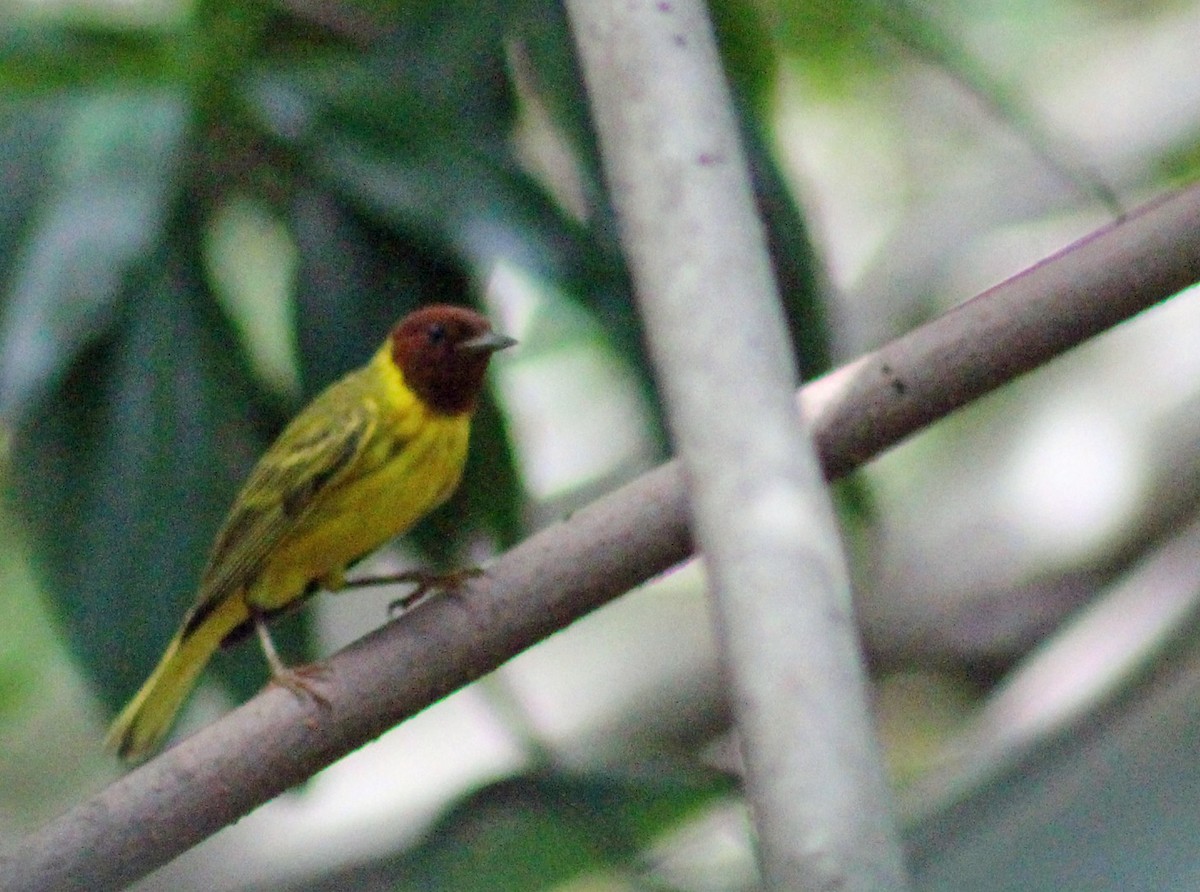 Yellow Warbler (Mangrove) - ML186063191