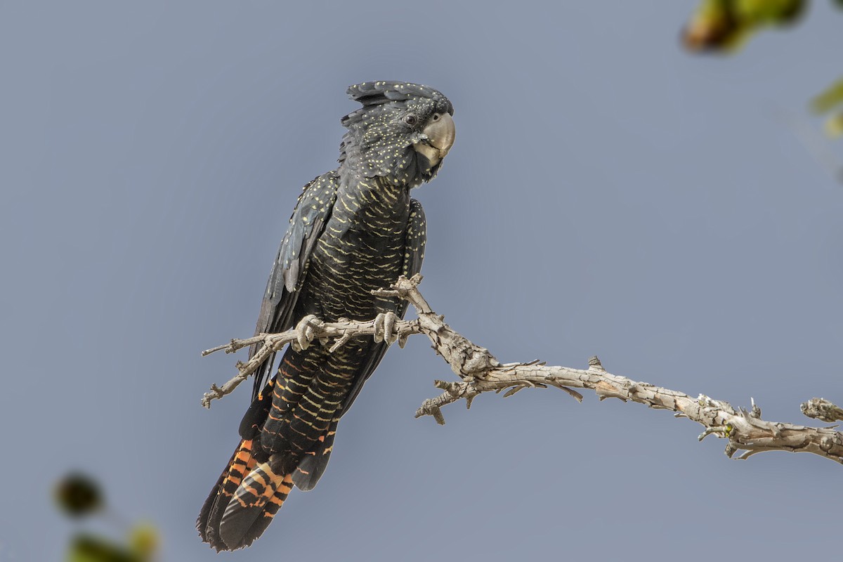 Red-tailed Black-Cockatoo - ML186064171