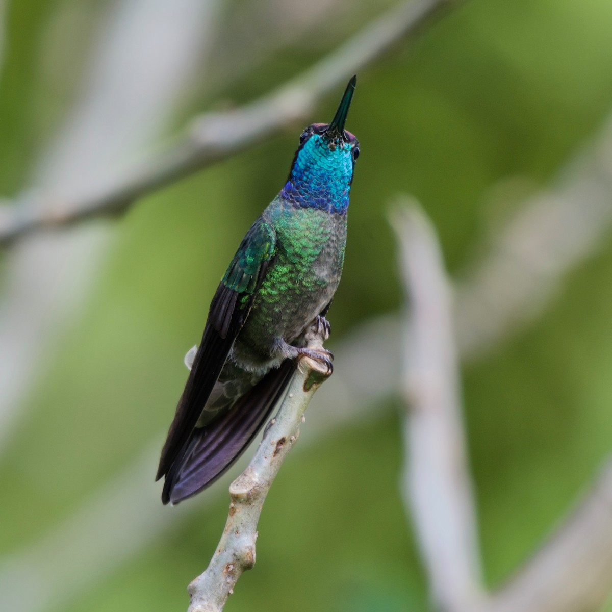 Talamanca Hummingbird - ML186066111