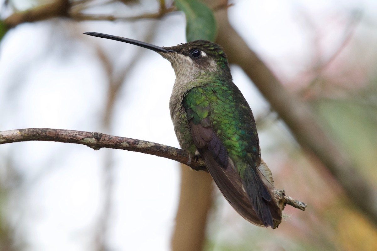 Talamanca Hummingbird - ML186066221