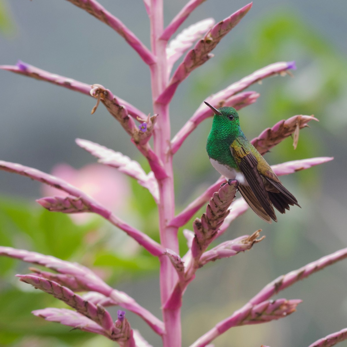 Snowy-bellied Hummingbird - ML186067291