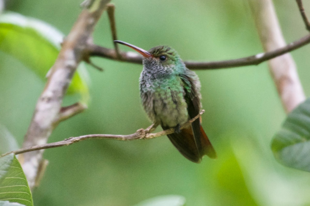 Rufous-tailed Hummingbird (Rufous-tailed) - ML186067451