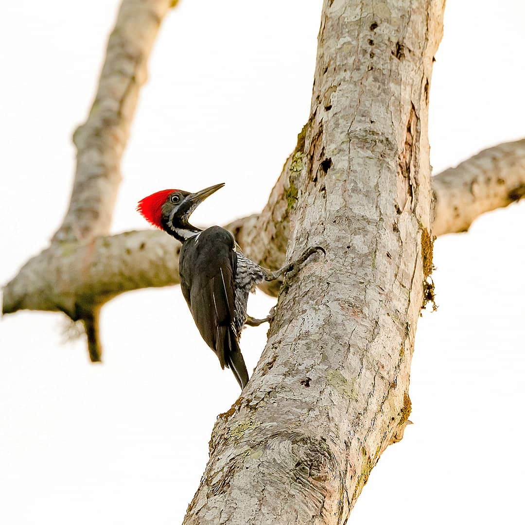 Lineated Woodpecker - Richard Lakhan