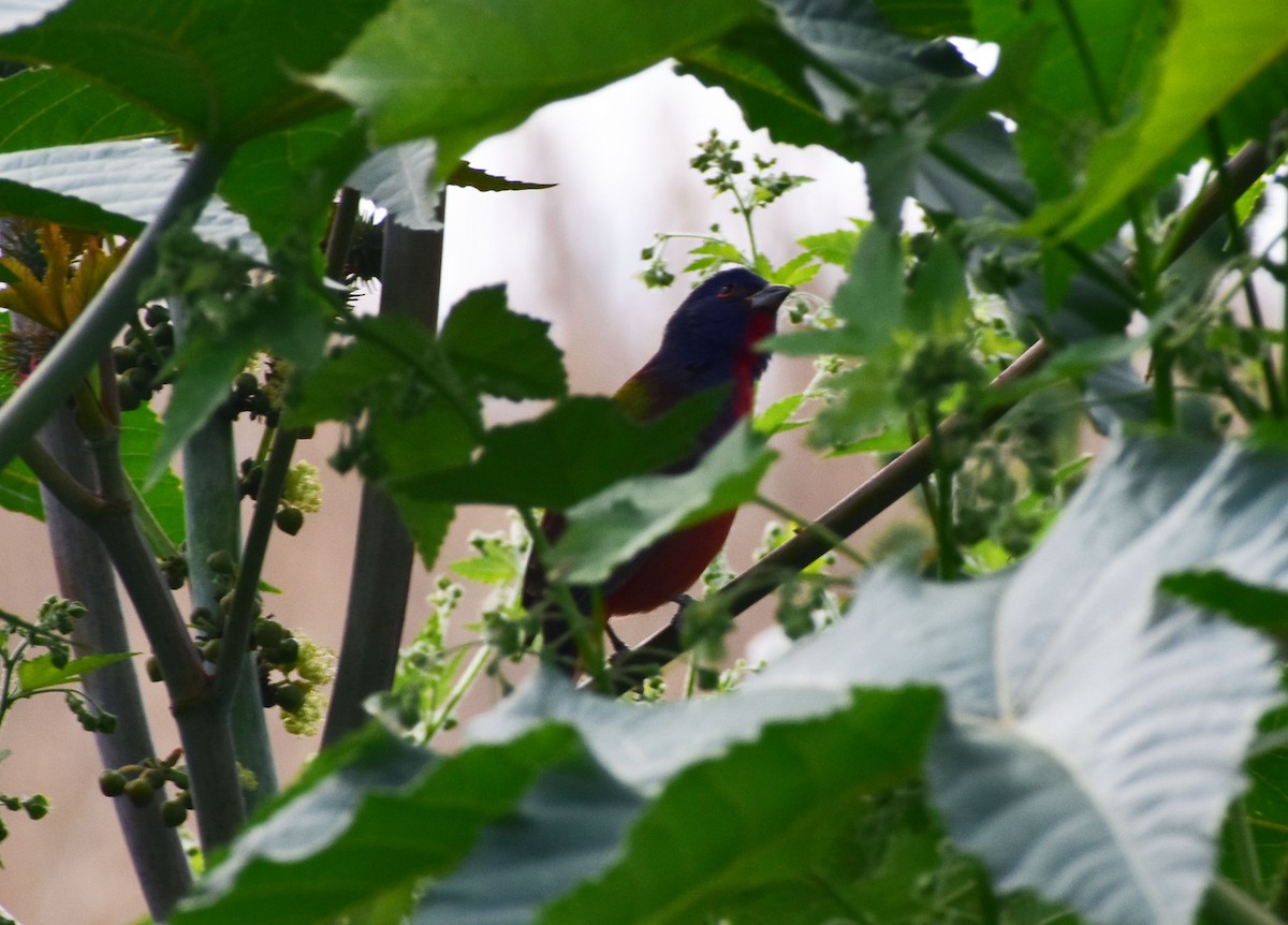 Painted Bunting - ML186069151