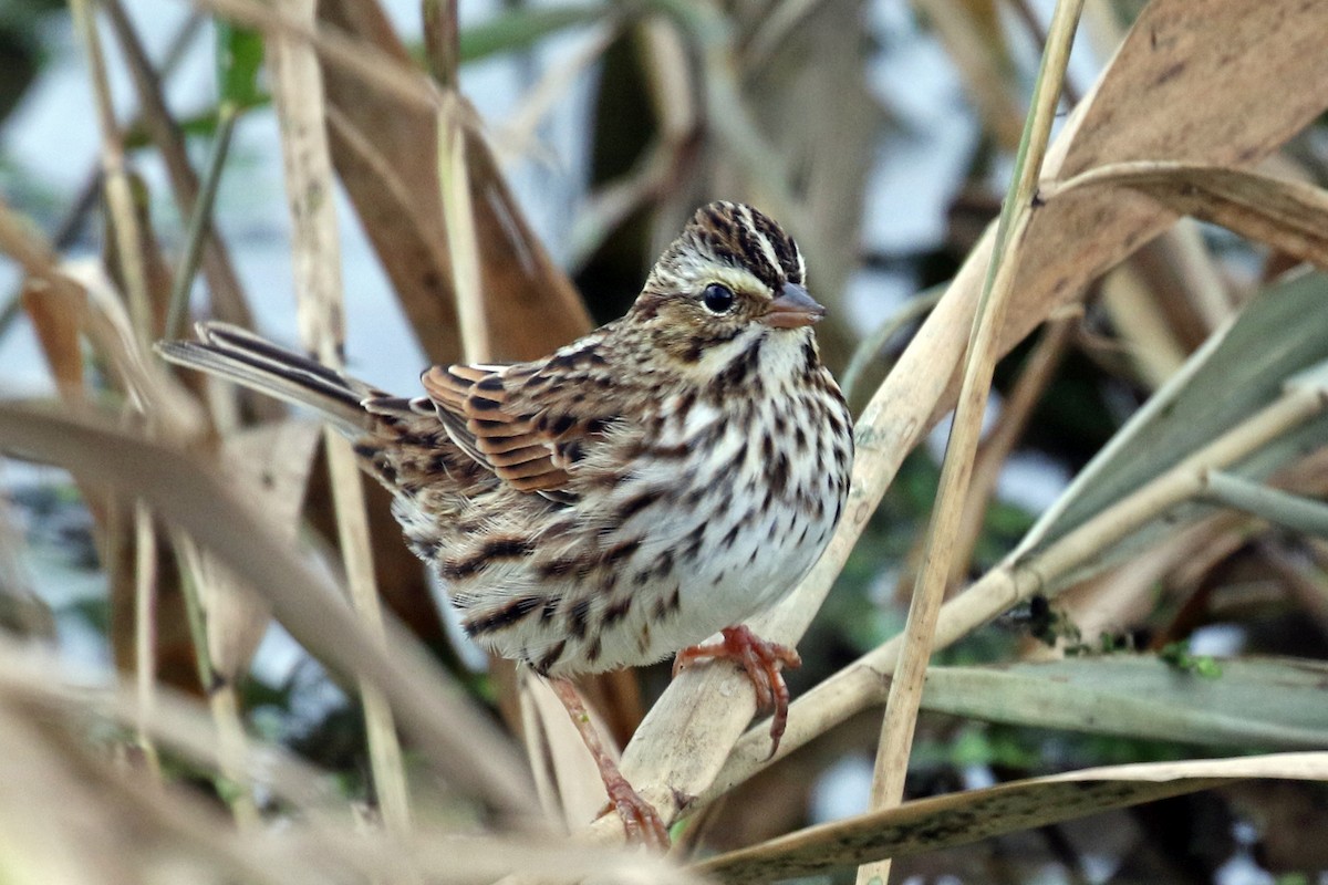 Savannah Sparrow - ML186076921