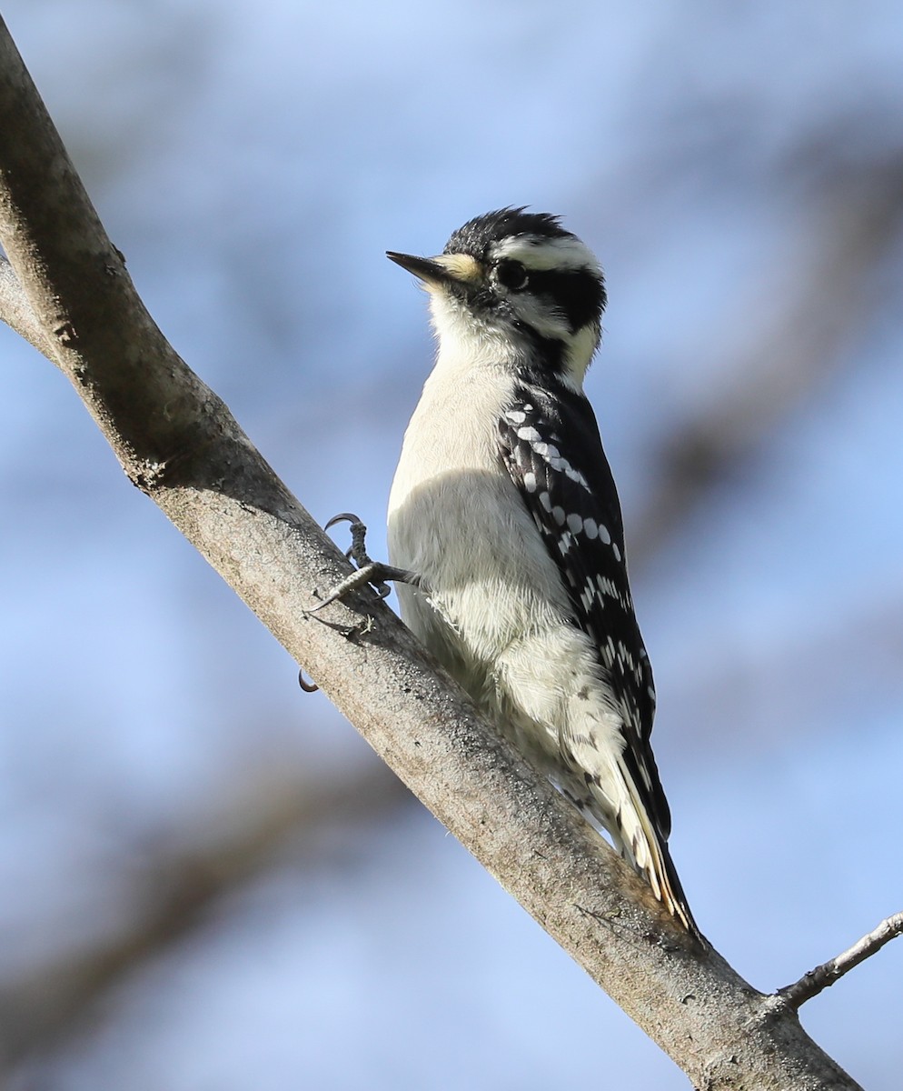 Downy Woodpecker (Eastern) - Scott Surner