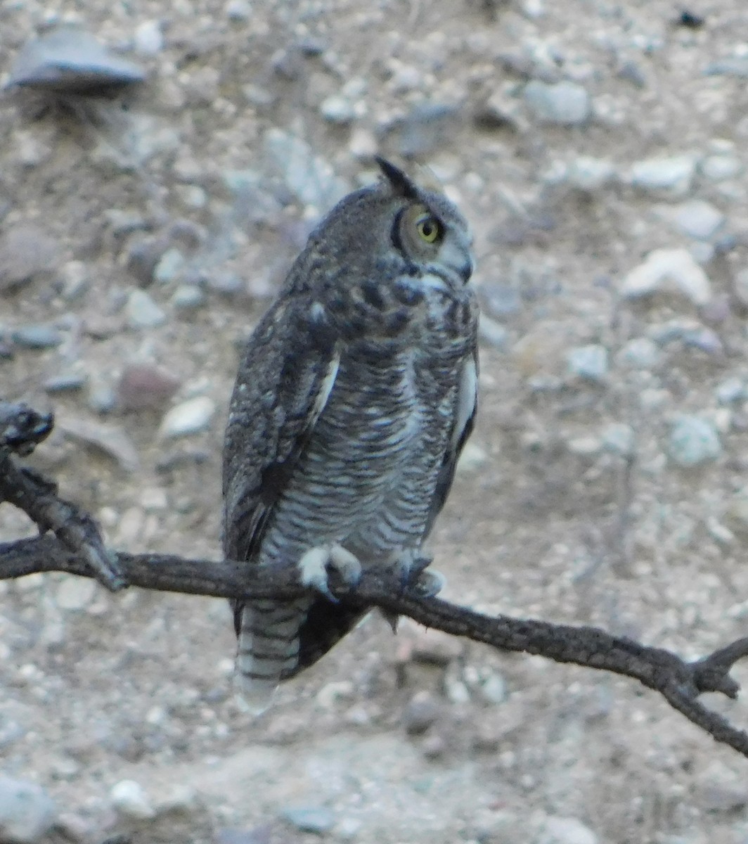 Great Horned Owl - ML186094731