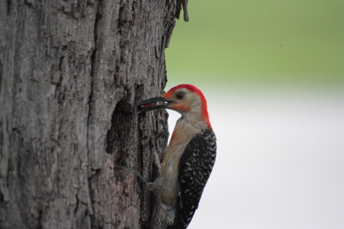 Red-bellied Woodpecker - ML186102771