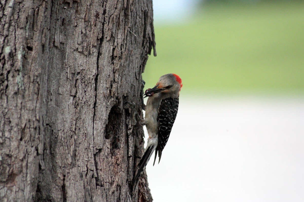 Red-bellied Woodpecker - ML186102841
