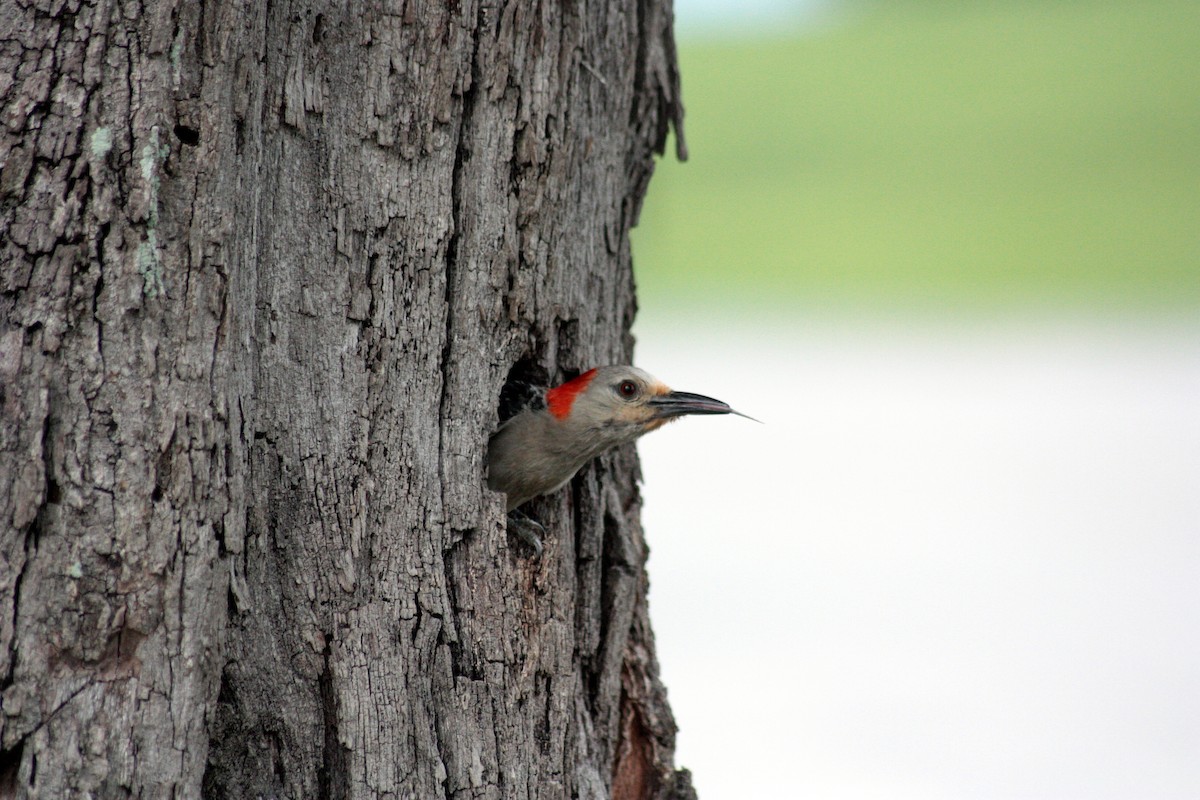 Red-bellied Woodpecker - ML186102851
