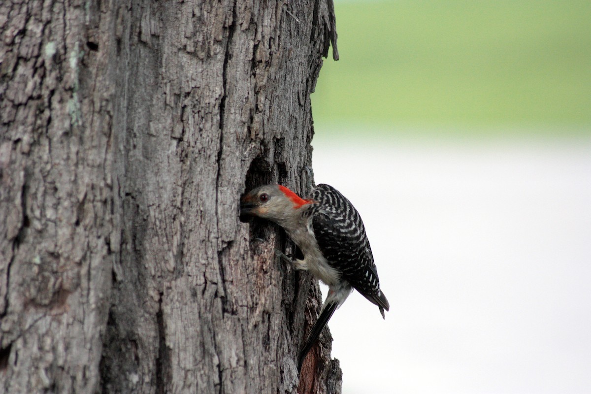 Red-bellied Woodpecker - ML186102861