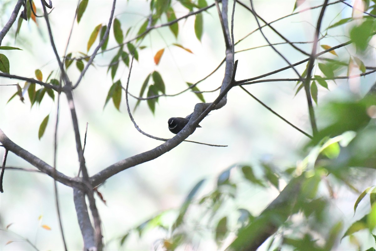 White-throated Fantail - ML186103321