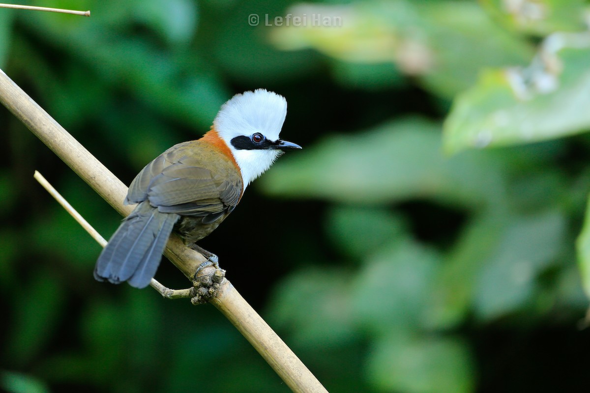 White-crested Laughingthrush - Lefei Han