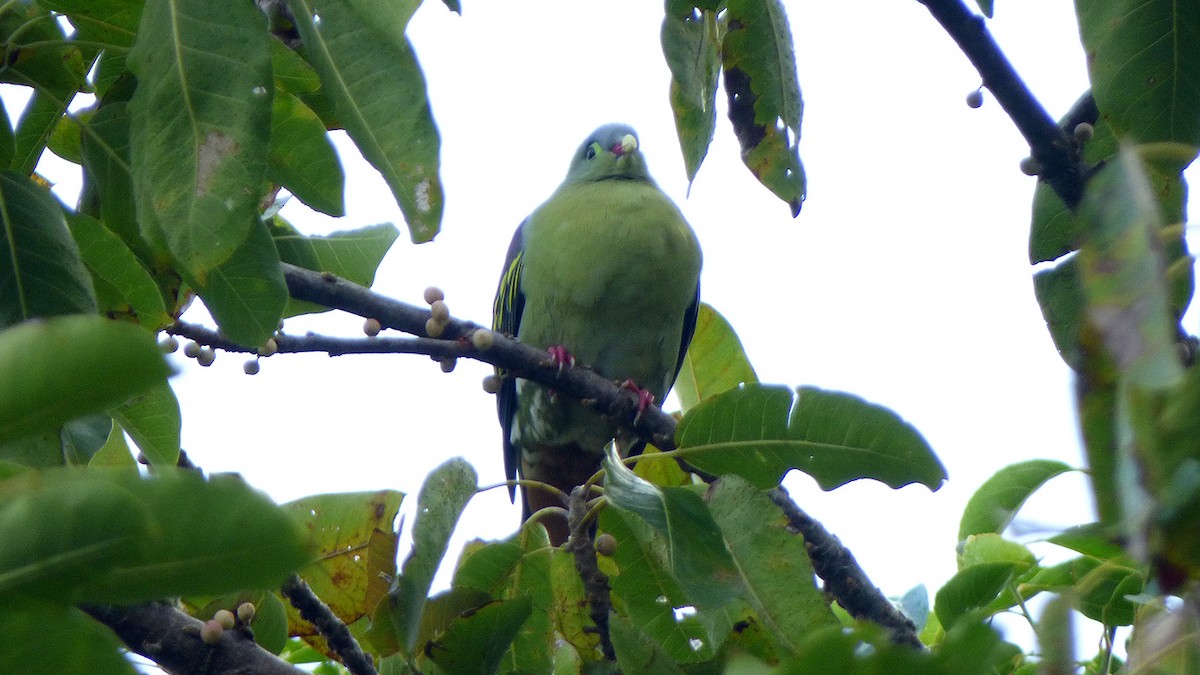 Thick-billed Green-Pigeon - Julian Muraveev