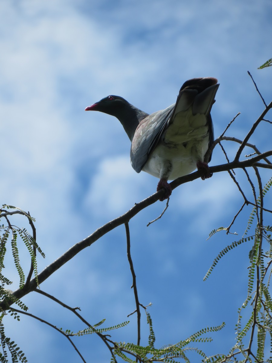 New Zealand Pigeon - ML186110571