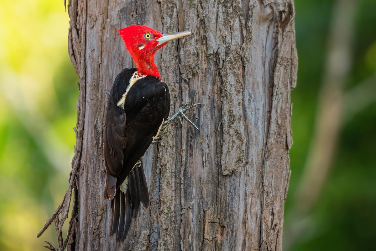 Robust Woodpecker - Giovan Alex