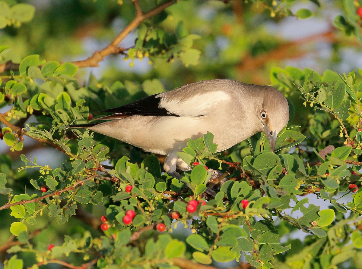 White-shouldered Starling - ML186113291