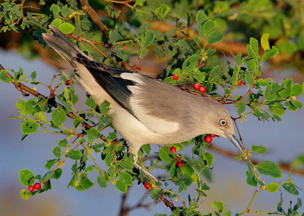 White-shouldered Starling - ML186113321