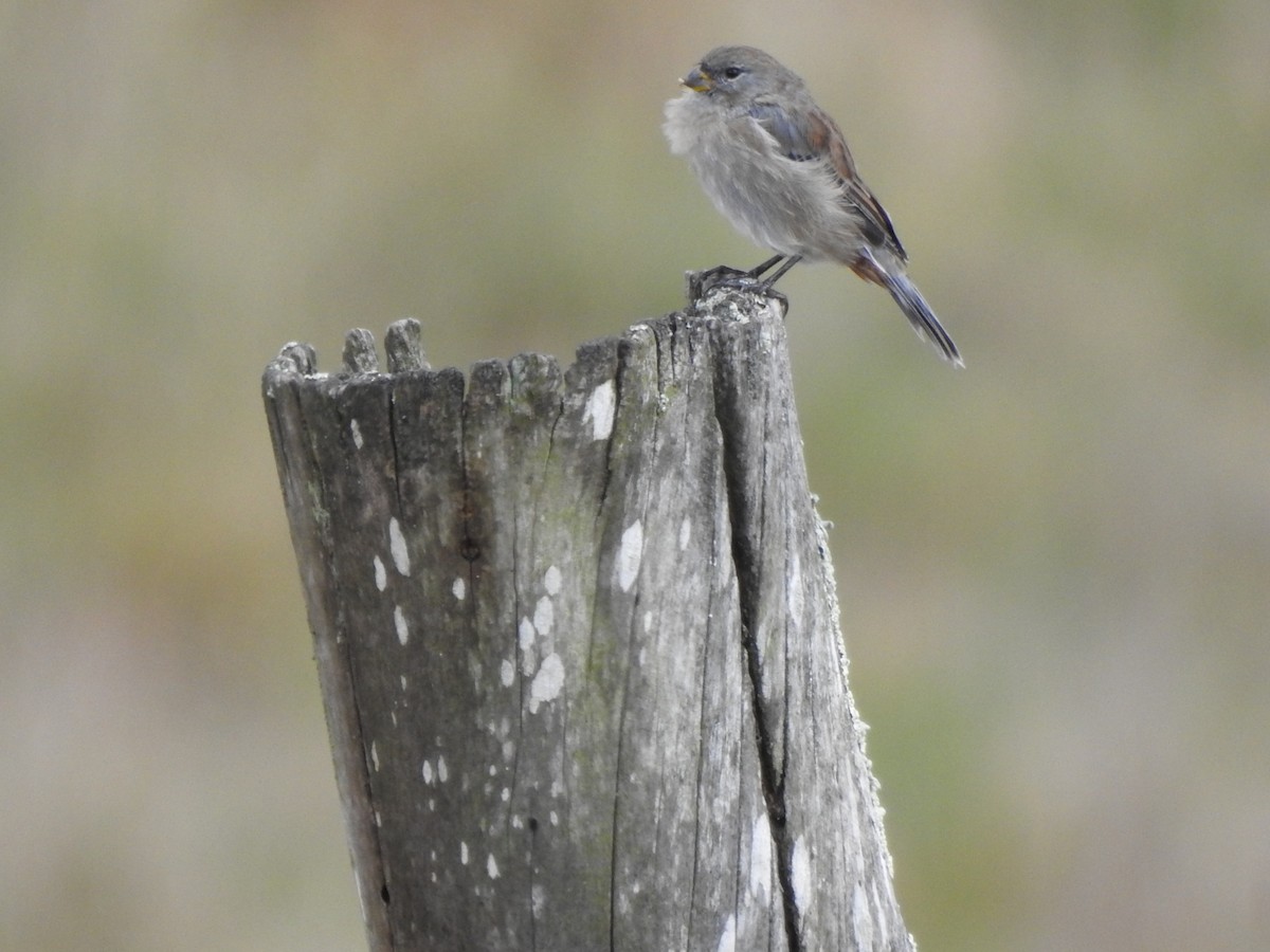 Plain-colored Seedeater - ML186115001